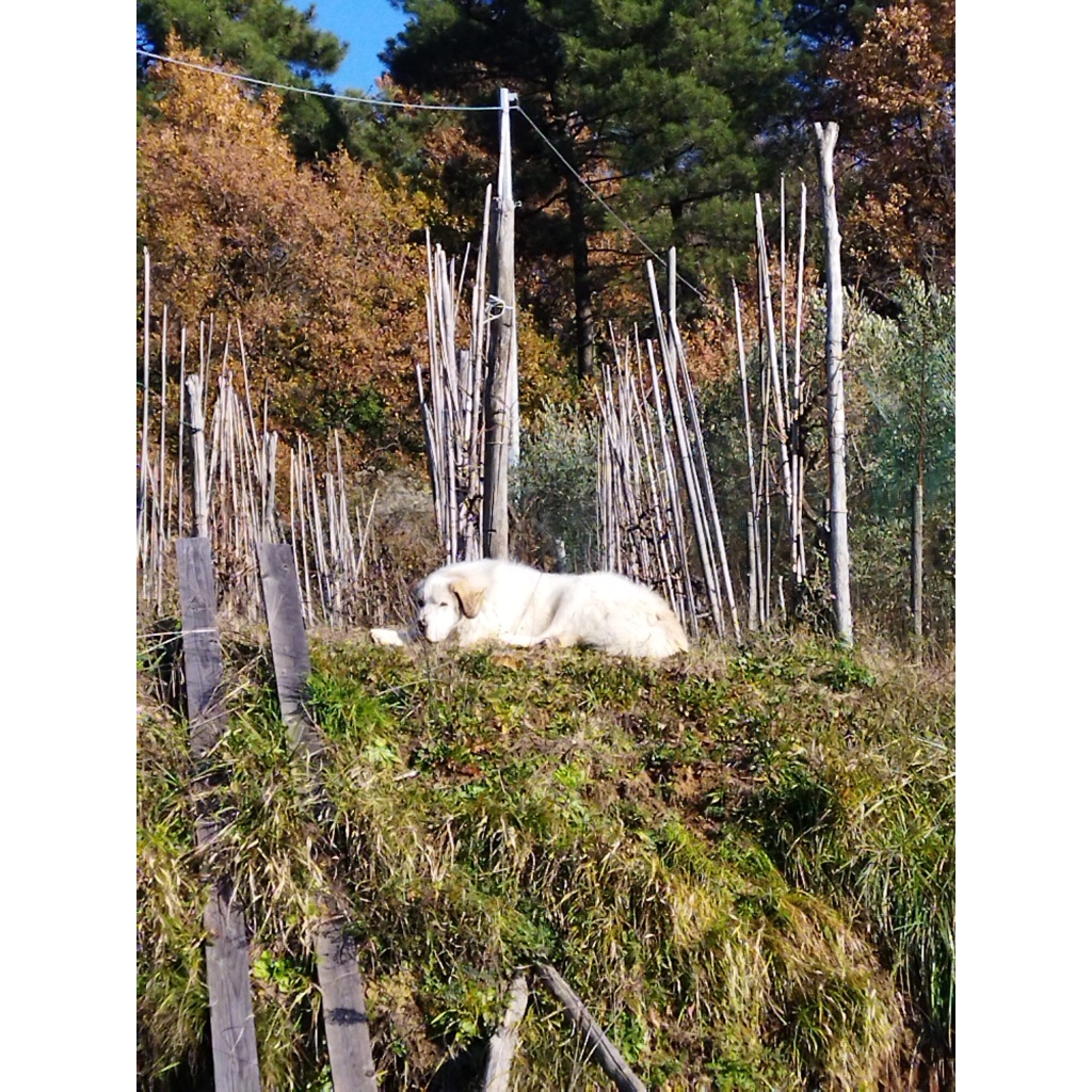 Identificato il terreno ed il perimetro da recintare